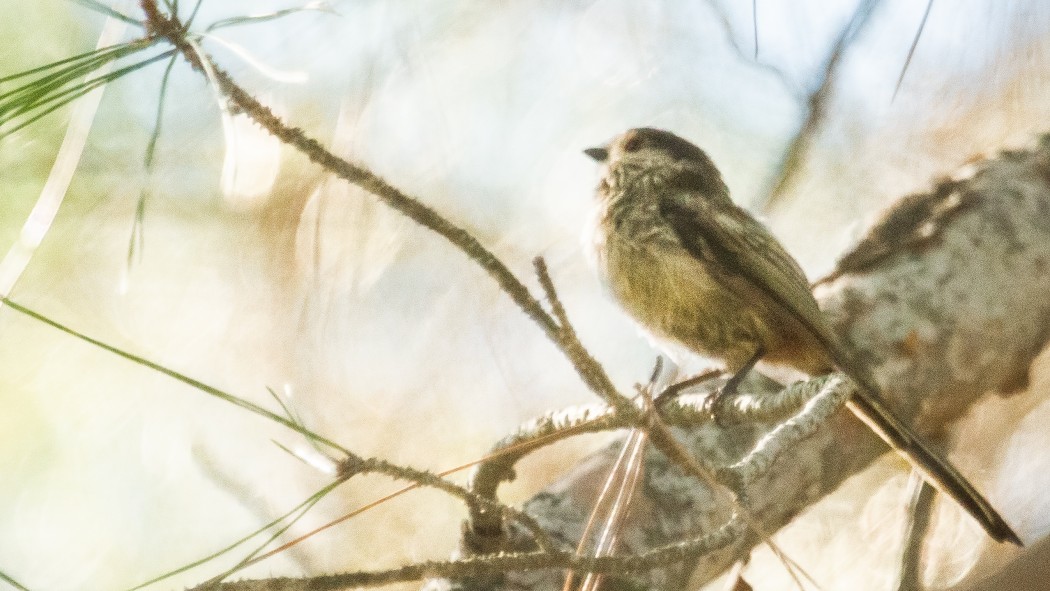 Long-tailed Tit