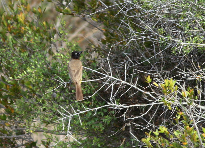 White-spectacled Bulbul