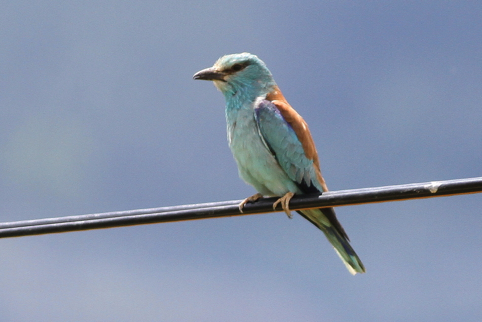 European Roller