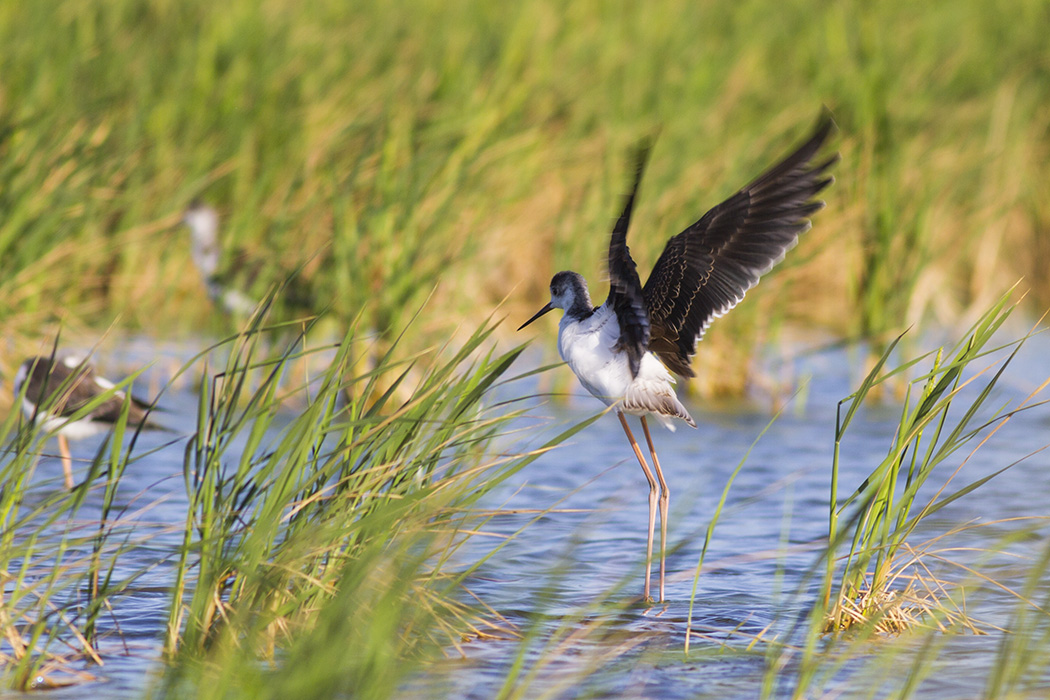 Black-winged Stilt