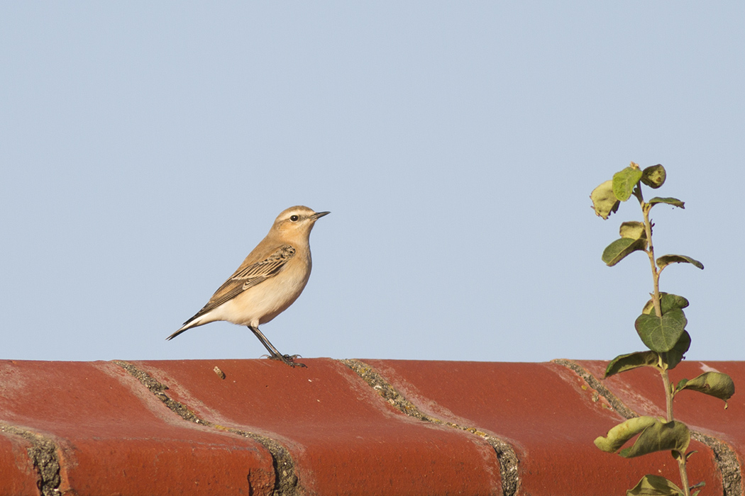 Northern Wheatear