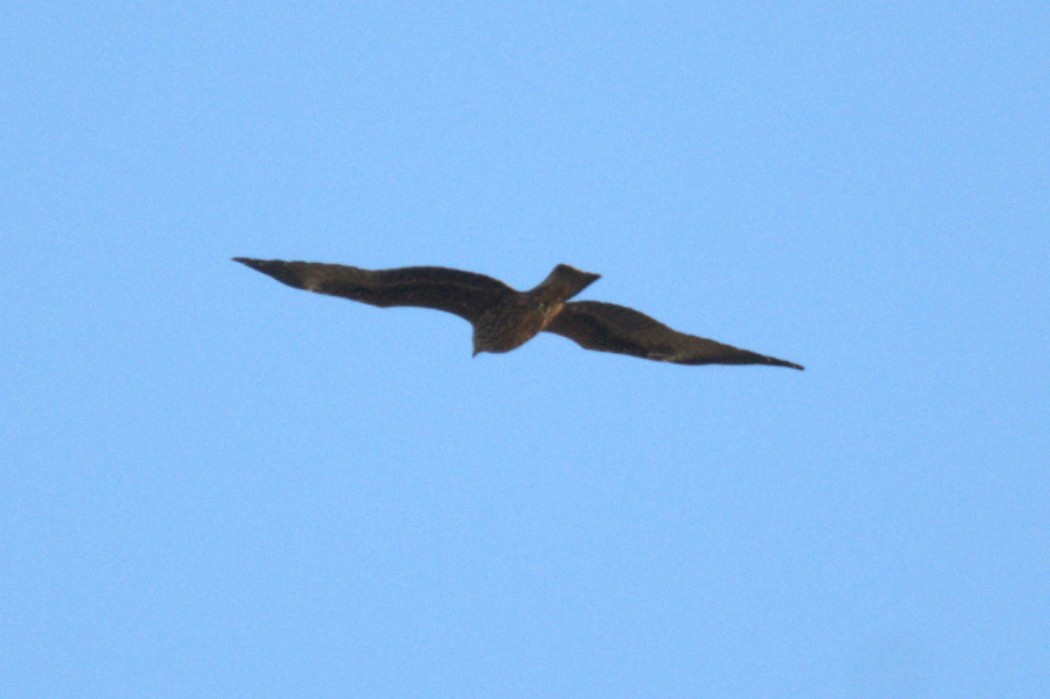 Black Kite