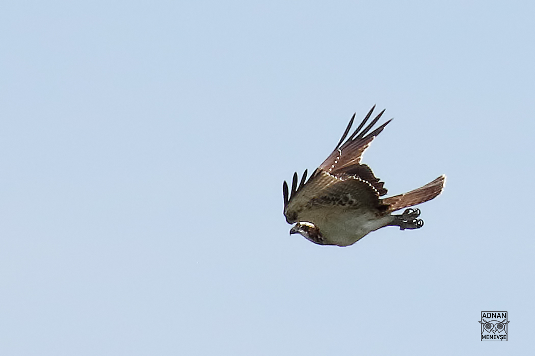 Osprey