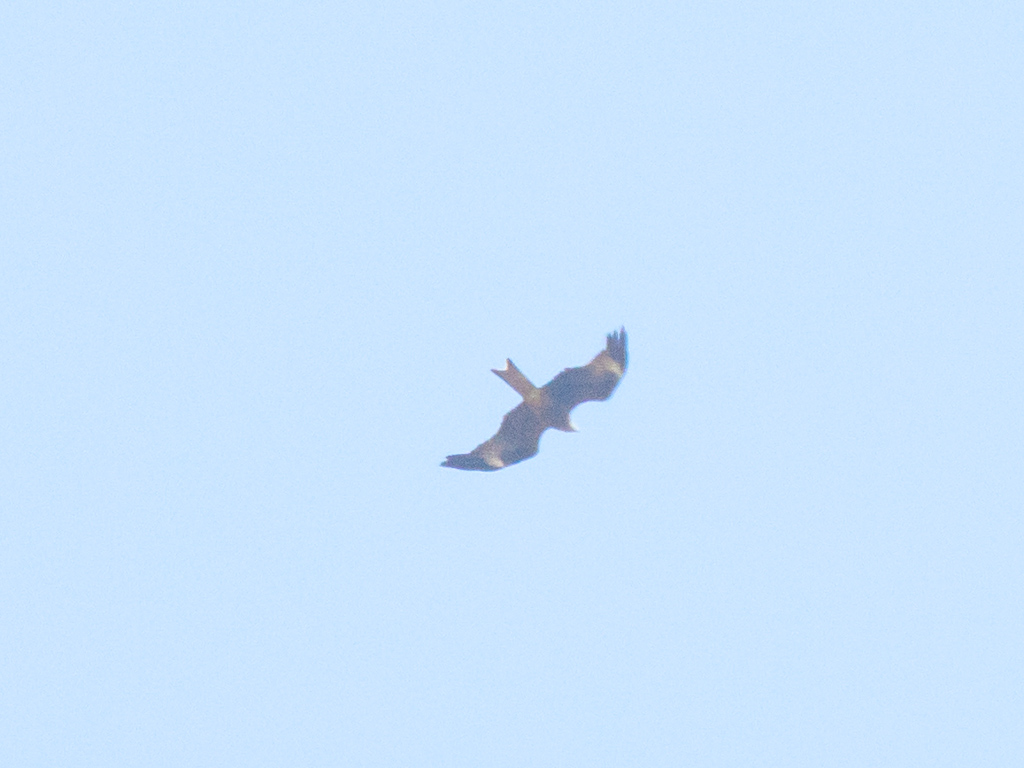 Red Kite