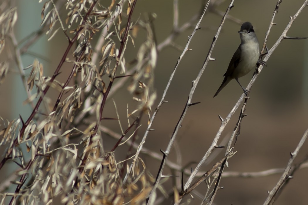 Eurasian Blackcap
