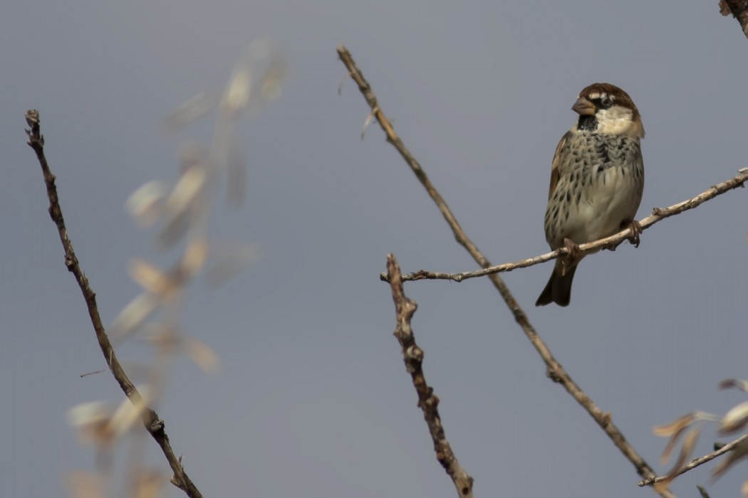 Spanish Sparrow