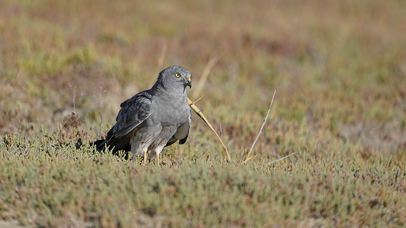 Montagu`s Harrier