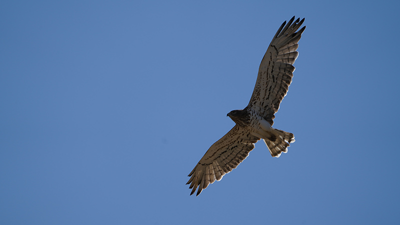 Short-toed Snake Eagle
