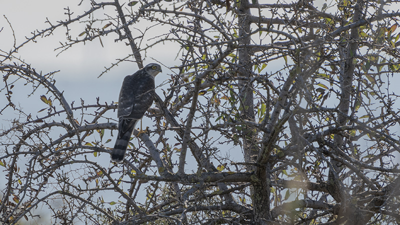 Eurasian Sparrowhawk
