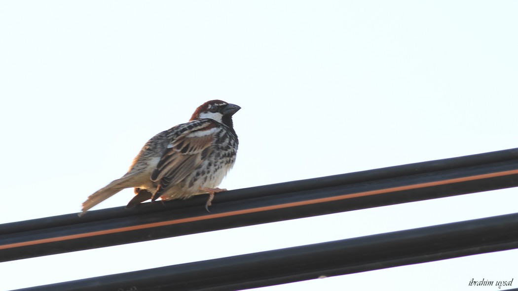 Spanish Sparrow