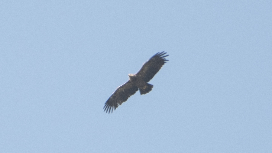 Lesser Spotted Eagle