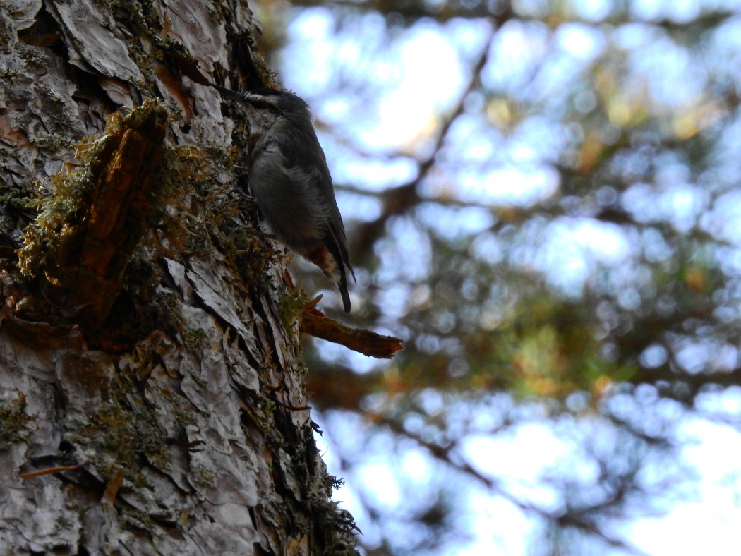 Krüper`s Nuthatch