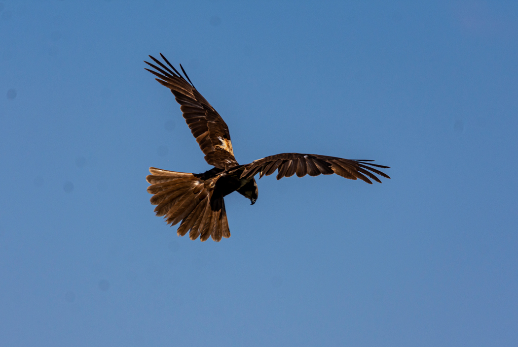 Western Marsh Harrier