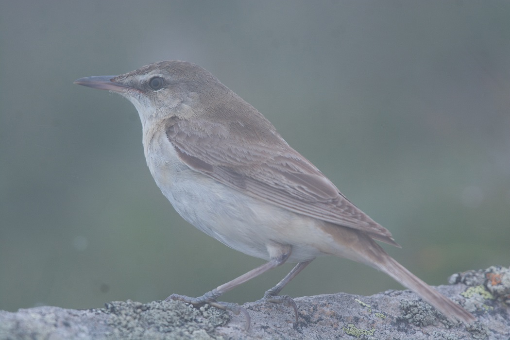 Great Reed Warbler