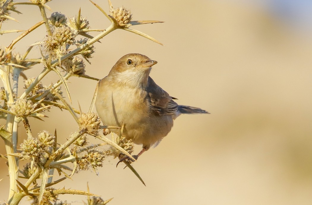 Common Whitethroat