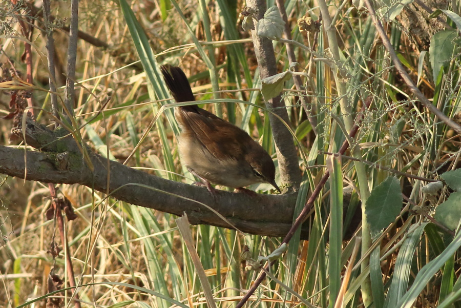 Cetti`s Warbler