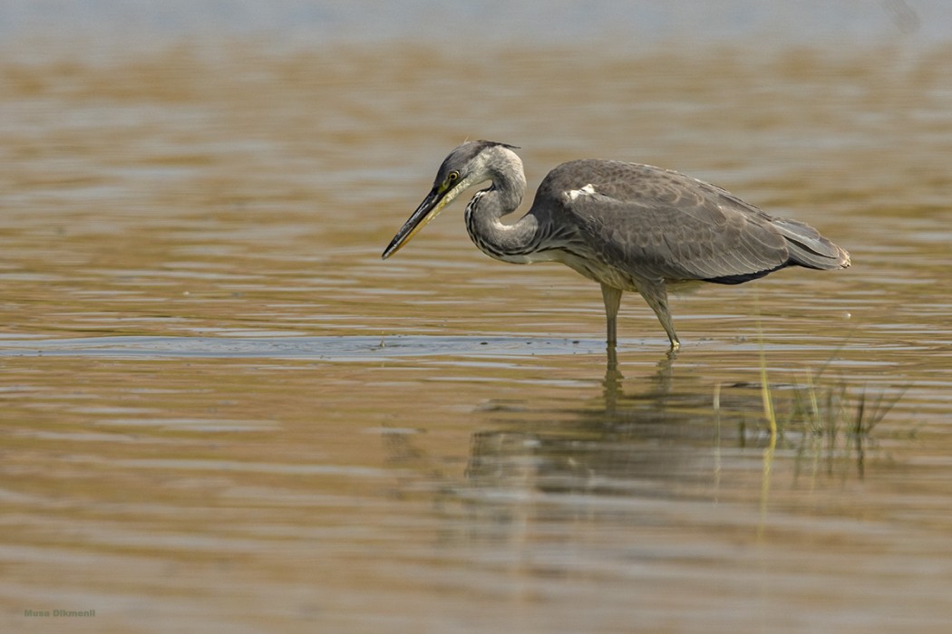 Grey Heron