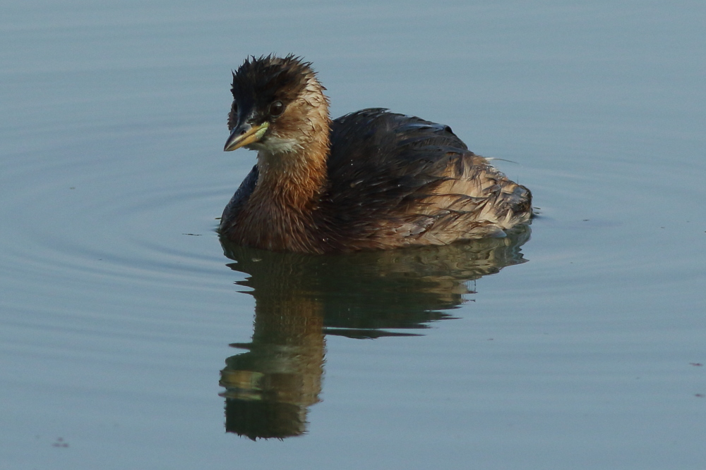 Little Grebe