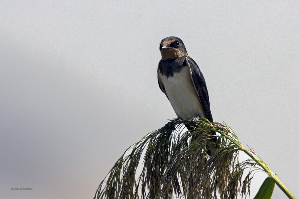 Barn Swallow