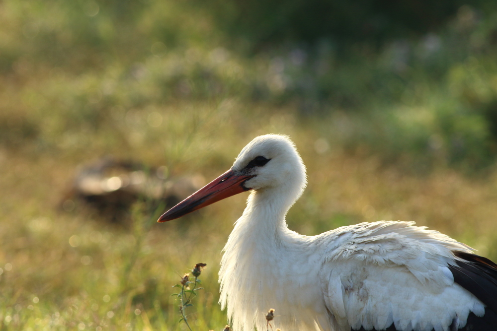 White Stork