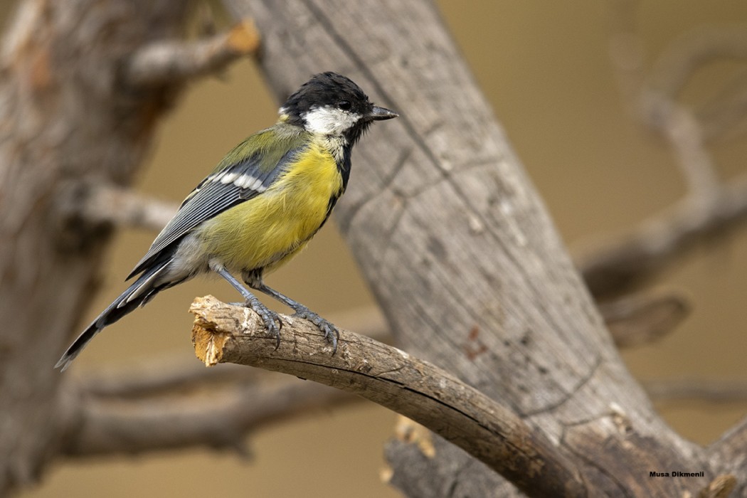 Great Tit