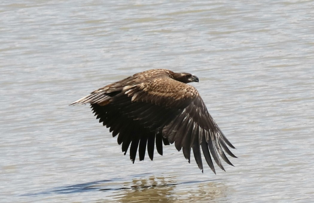 White-tailed Eagle
