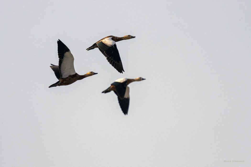 Ruddy Shelduck