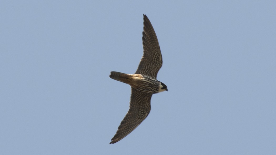 Eurasian Hobby