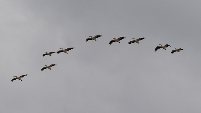 Great White Pelican
