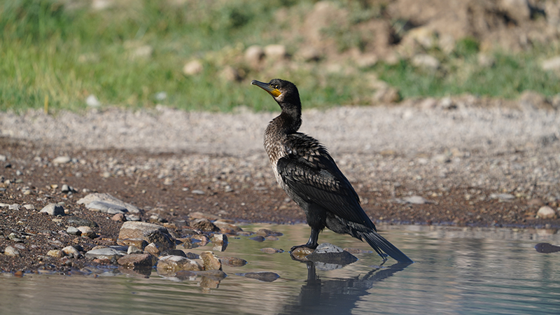 Great Cormorant