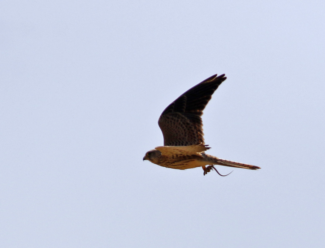Lesser Kestrel