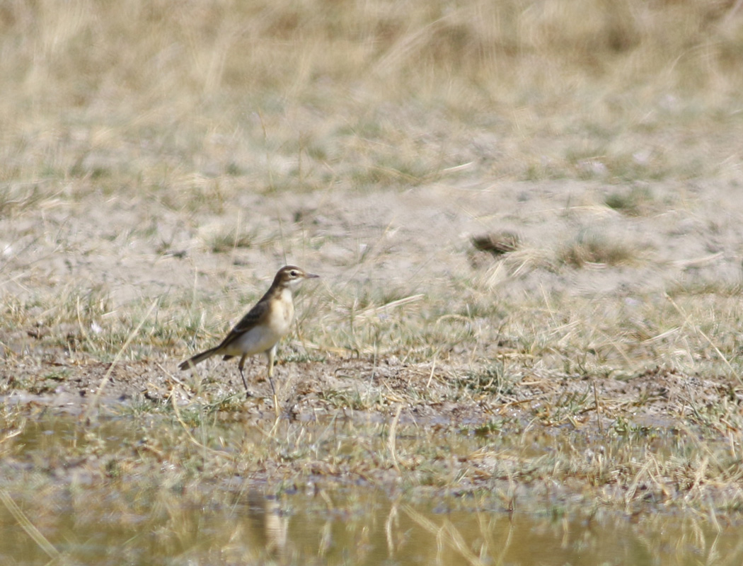 Western Yellow Wagtail