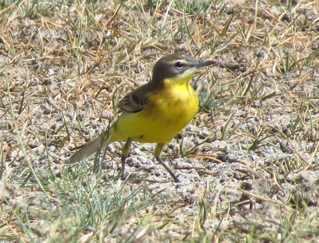 Western Yellow Wagtail
