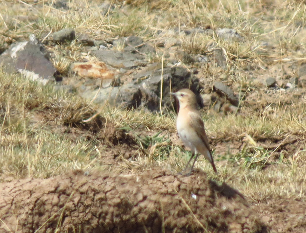 Northern Wheatear