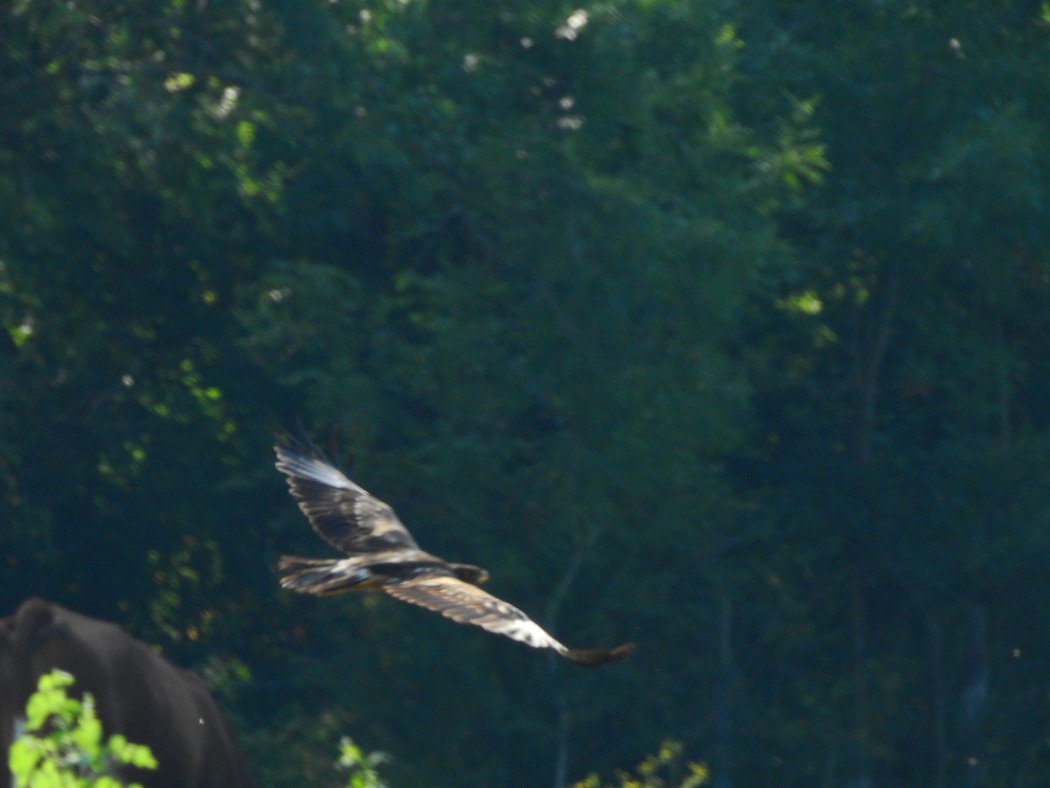 Lesser Spotted Eagle