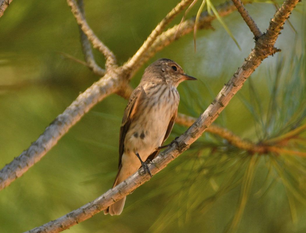 Spotted Flycatcher