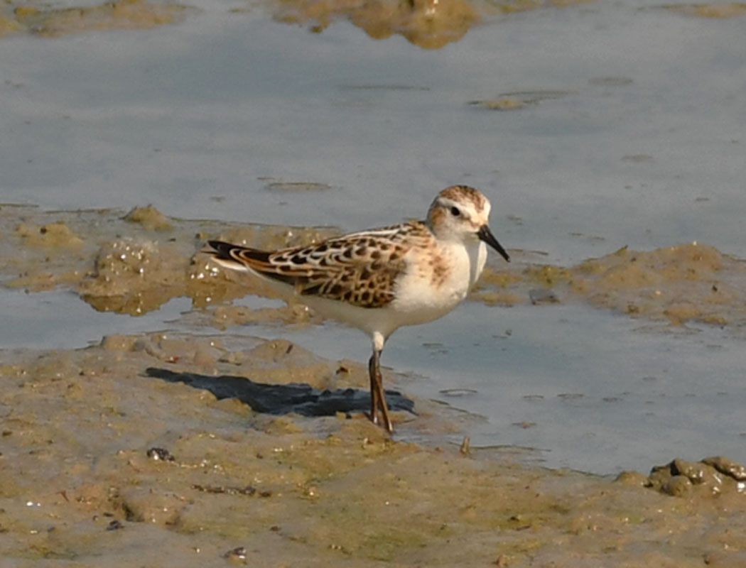 Little Stint