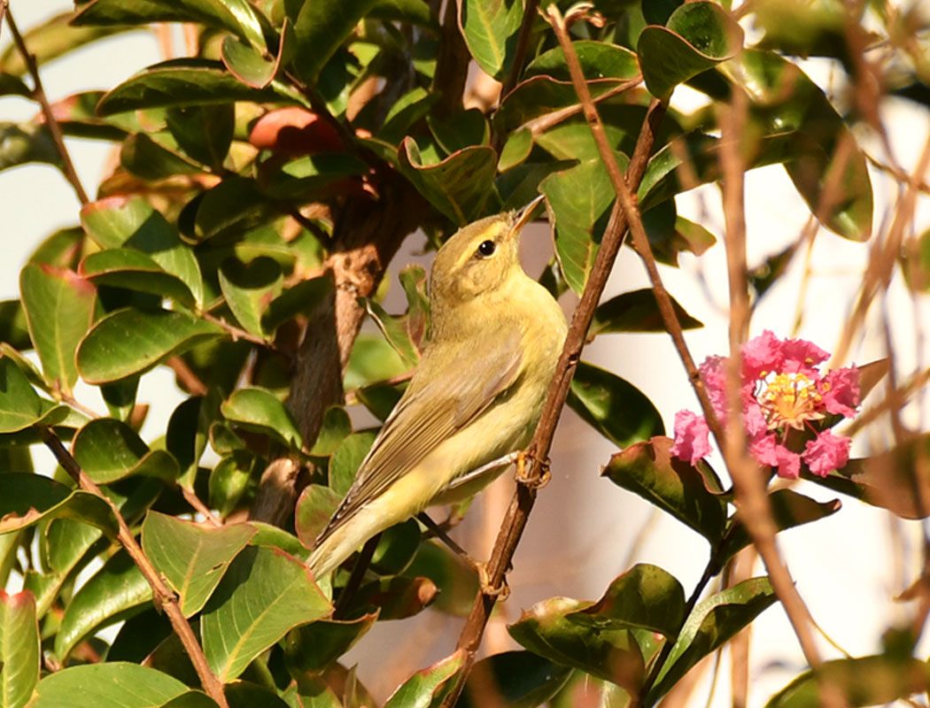Willow Warbler