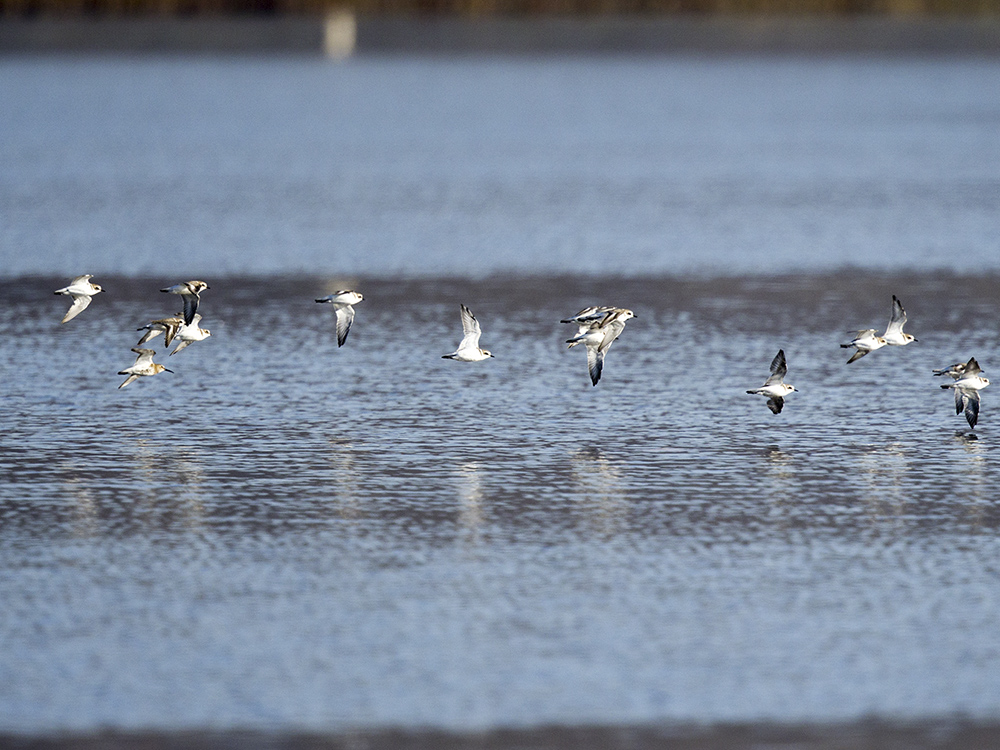 Dunlin