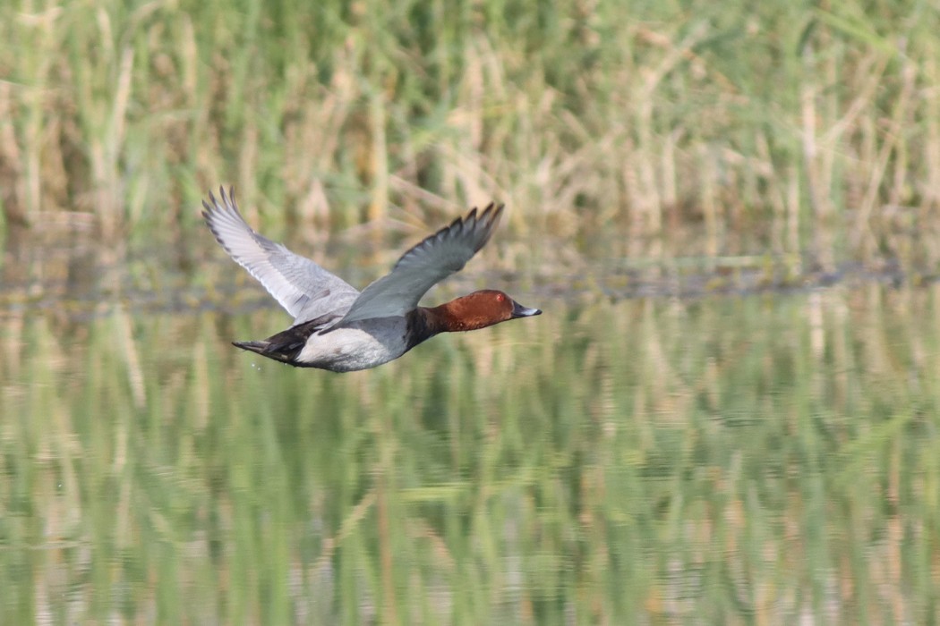 Common Pochard