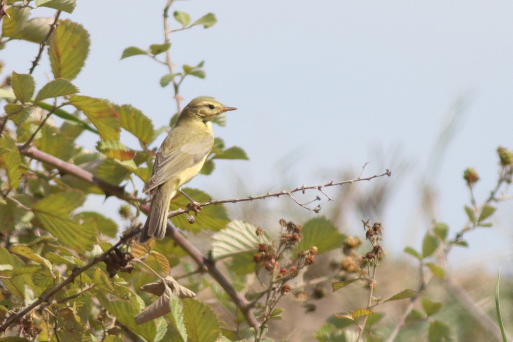 Willow Warbler