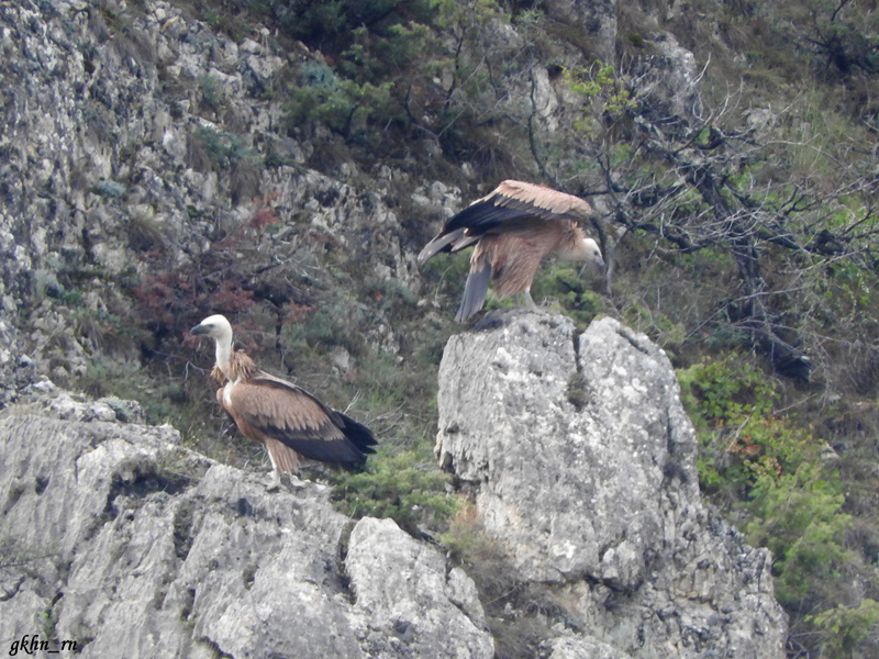 Griffon Vulture