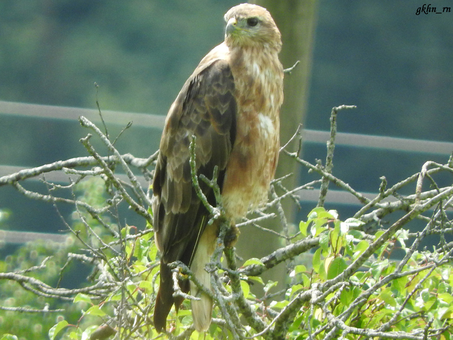 Long-legged Buzzard