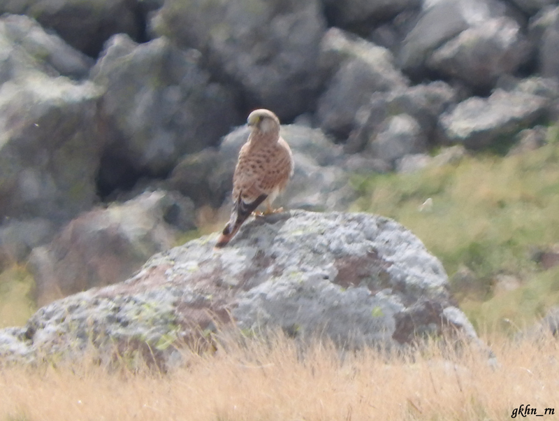 Common Kestrel