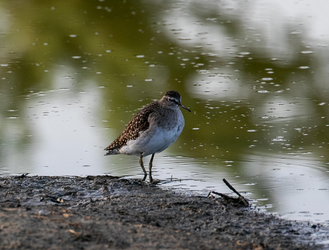 Wood Sandpiper
