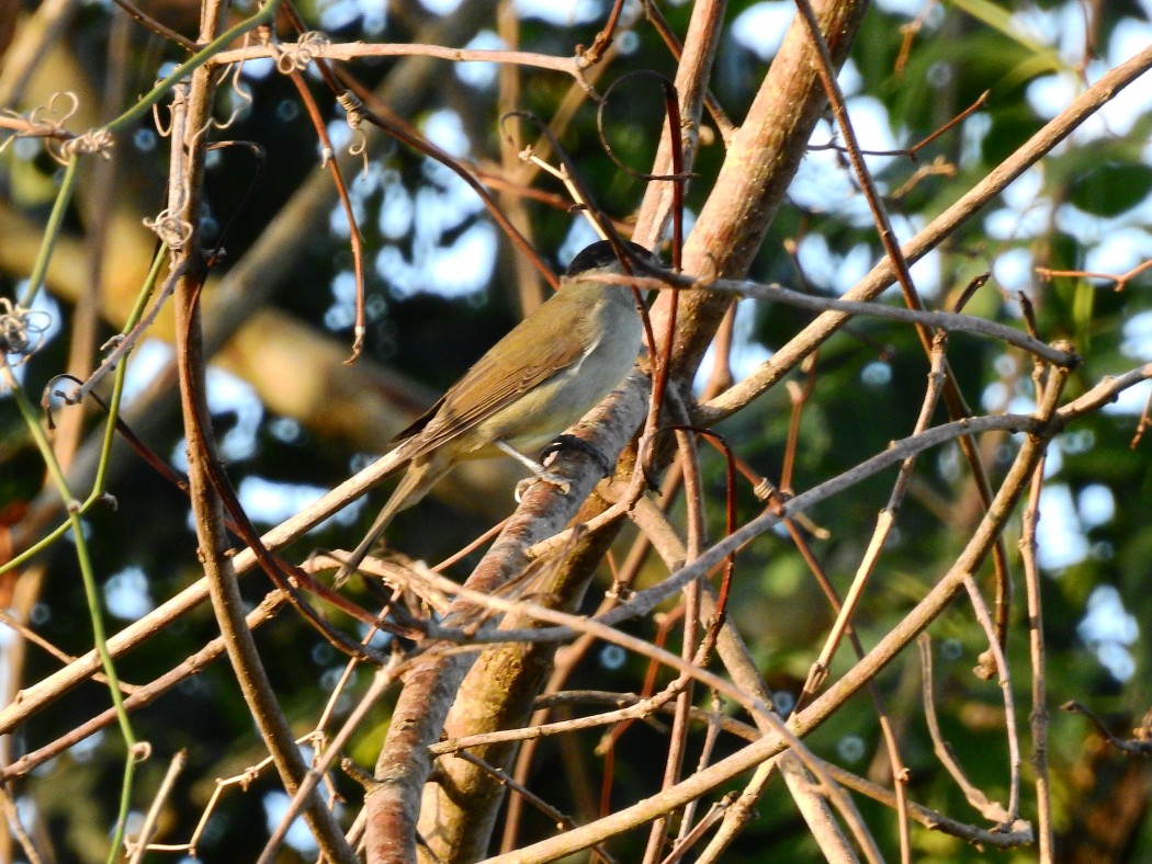 Eurasian Blackcap