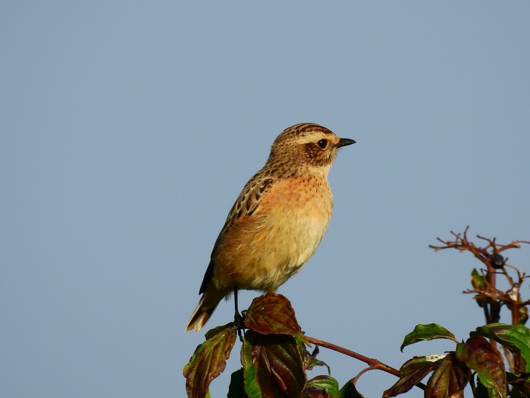 Whinchat