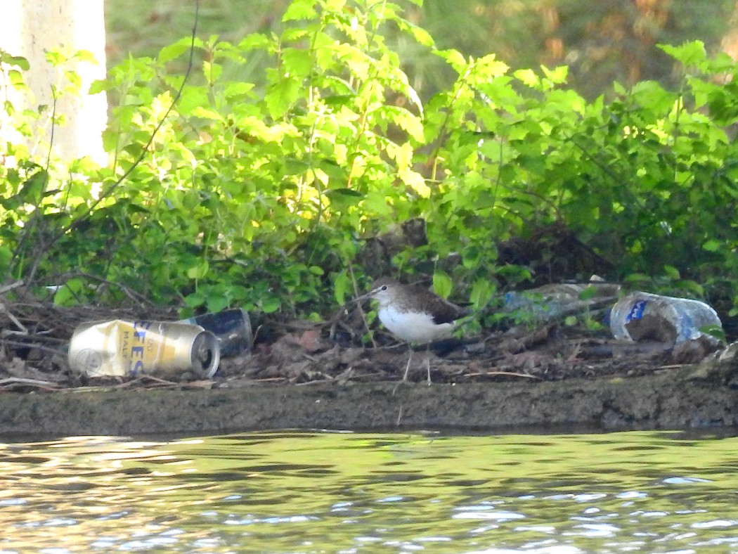 Green Sandpiper
