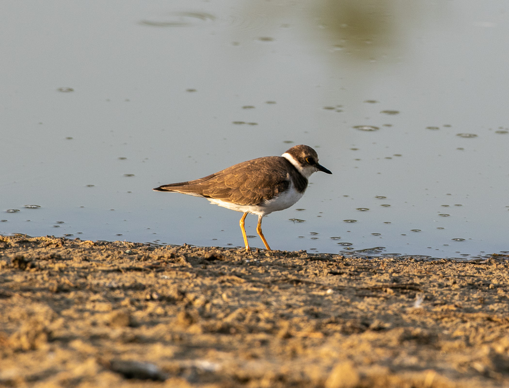 Little Ringed Plover