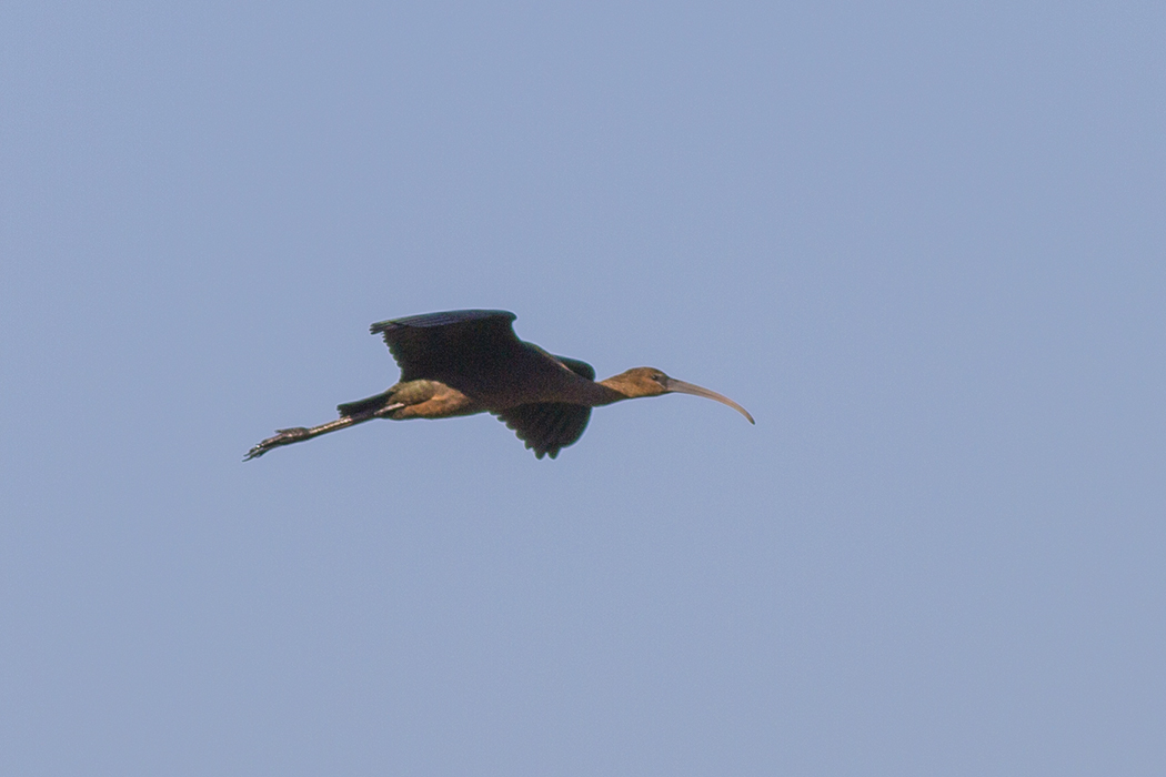 Glossy Ibis